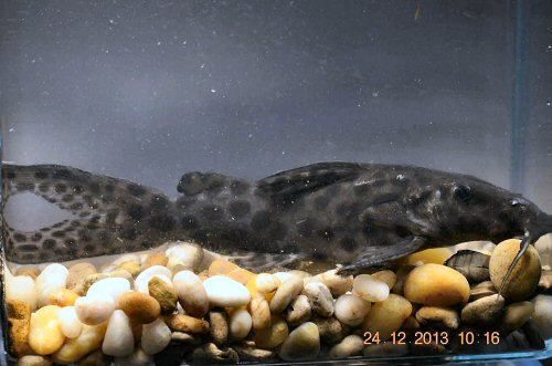 Synodontis longirostris