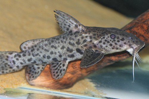 Synodontis longirostris