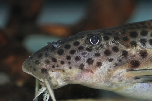 Synodontis longirostris = head view