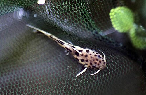 Synodontis lucipinnis