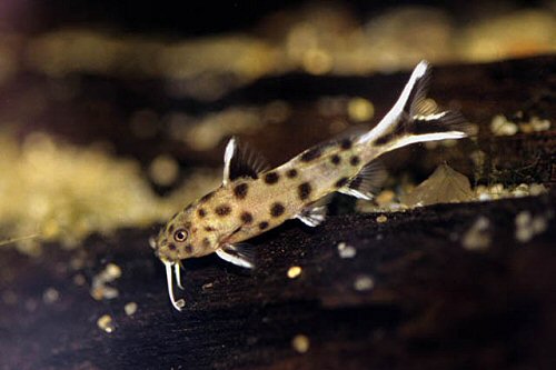 Synodontis lucipinnis