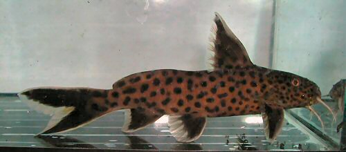 Synodontis lucipinnis