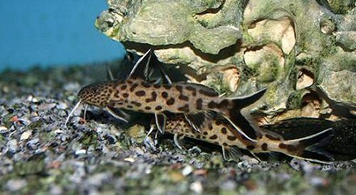 Synodontis lucipinnis 