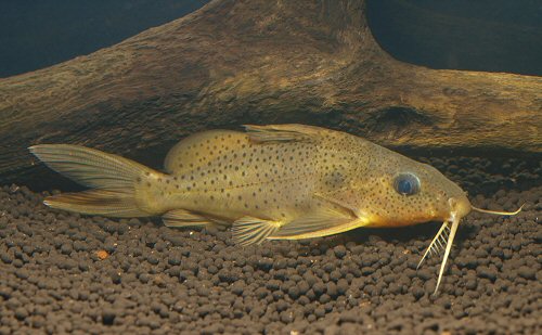 Synodontis macrops