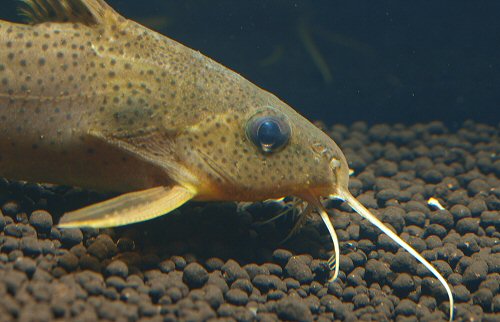 Synodontis macrops = head view