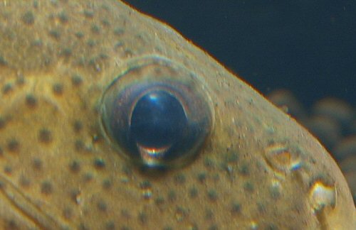 Synodontis macrops  = eye