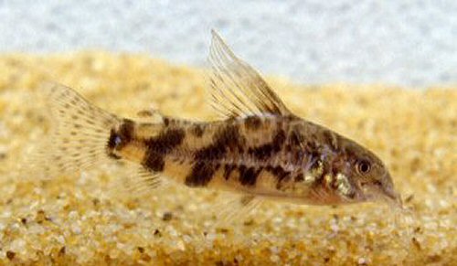 Scleromystax macropterus  = male