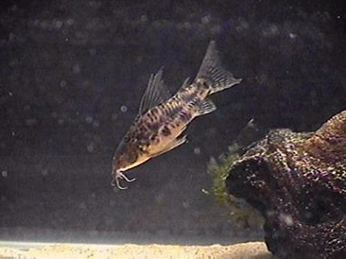 Scleromystax macropterus = male