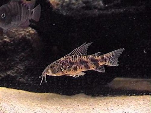 Scleromystax macropterus  = male