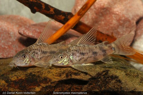 Scleromystax macropterus - pair male to the rear