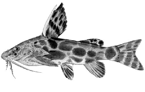 Synodontis macrostigma