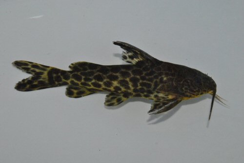 Synodontis macrostigma = Luacingwa River, Angola