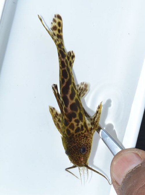 Synodontis macrostigma = Dorsal view-Luacingwa River, Angola