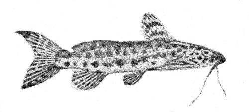 Synodontis multimaculatus - drawing of holotype