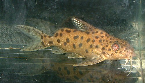 Synodontis cf. multimaculatus