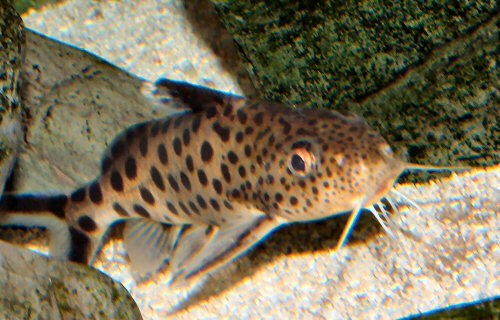 Synodontis multipunctatus