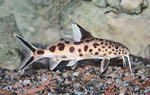 Synodontis multipunctatus