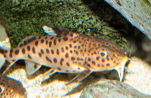 Synodontis multipunctatus