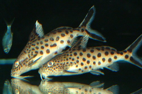 Synodontis multipunctatus