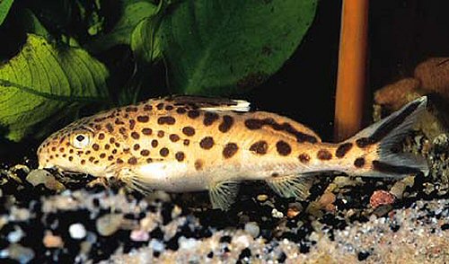 Synodontis multipunctatus