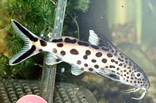 Synodontis multipunctatus = in planted tank