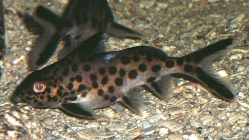 Synodontis multipunctata = in Malawi tank