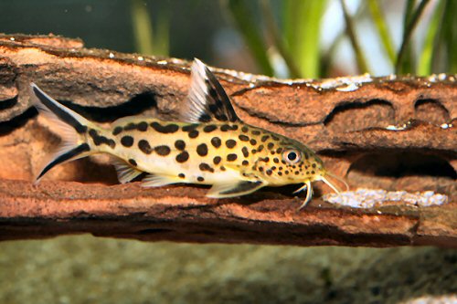 Synodontis multipunctatus