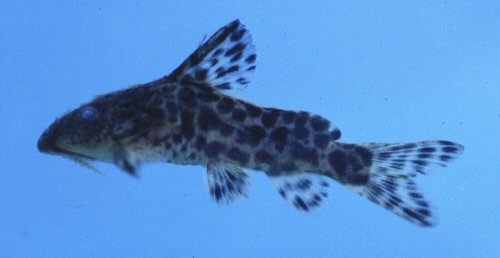 Synodontis nebulosus = Lower Shire River, Machacha, Malawi