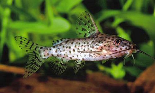 Synodontis nigrita = juvenile