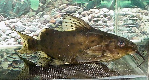 Synodontis nigrita