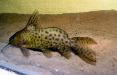 Synodontis nigrita