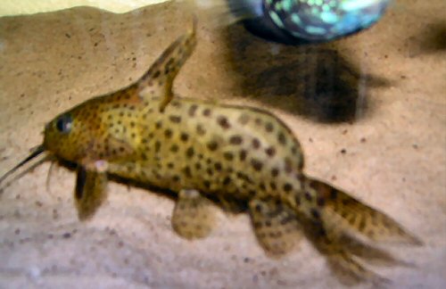 Synodontis nigrita 