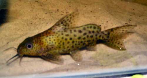 Synodontis nigrita