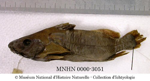 Synodontis nigrita = Holotype speciman MNHN 0000-3051