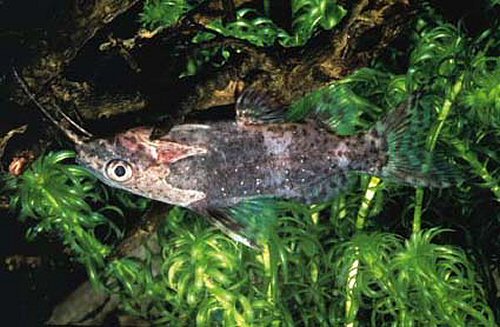 Synodontis nigriventris 