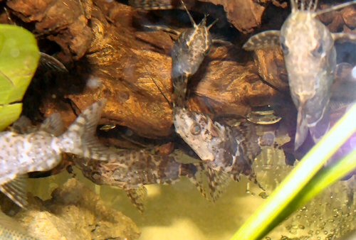 Synodontis nigriventris = shoal