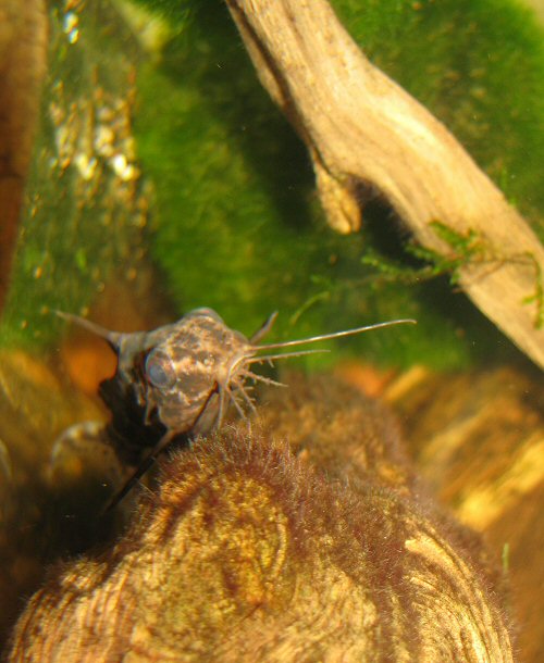 Synodontis nigriventris = head view