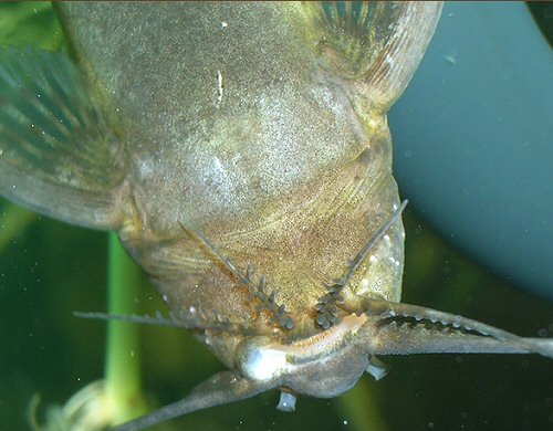 Synodontis nigriventris  = showing the barbel arangement