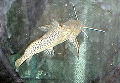 Synodontis nigromaculatus