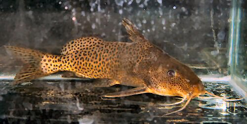 Synodontis nigromaculatus