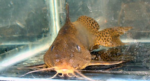 Synodontis nigromaculatus = head view