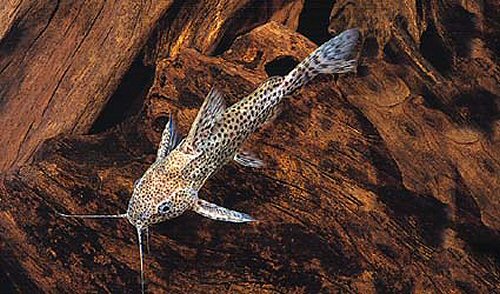 Synodontis nigromaculatus