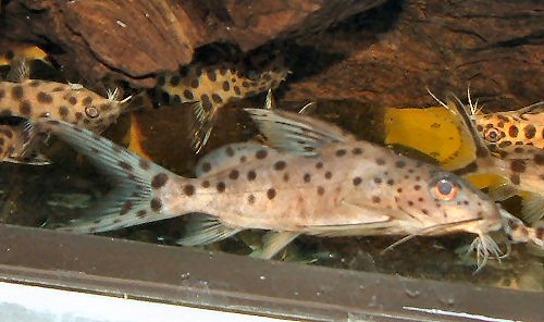 Synodontis njassae 