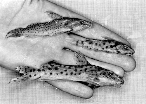 Synodontis njassae 