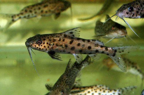 Synodontis njassae 