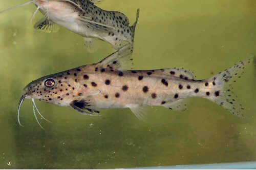 Synodontis njassae 