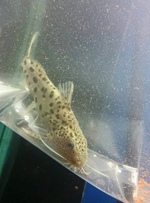 Synodontis njassa = Collected at Senga Baye