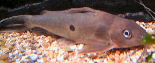 Synodontis notatus