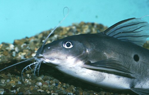 Synodontis notataus