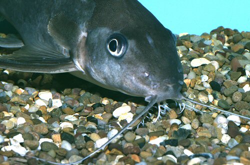 Synodontis notatus = barbels